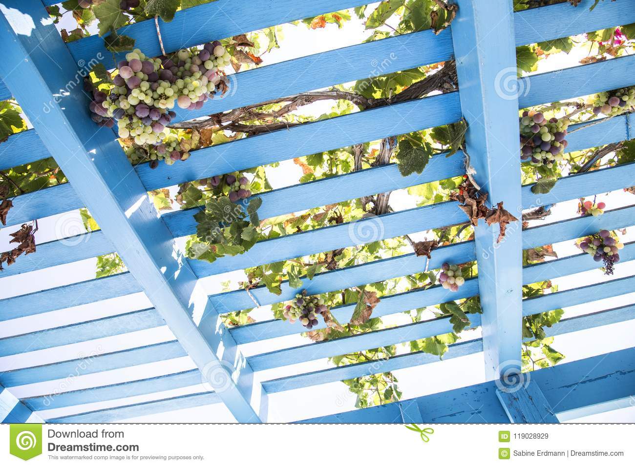 Pergola Bois Génial Blue Painted Wooden Pergola Lattice with Vines and Grapes