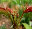 Pose Abri De Jardin Nouveau Puceron Vert Du Rosier — Wikipédia