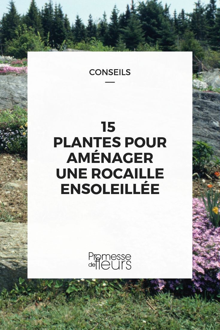 Poser Des Bordures De Jardin Best Of 15 Plantes Pour Aménager Une Rocaille Ensoleillée