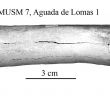 Prêter son Jardin Frais Equus Amerhipus Insulatus From Peru Musm 7 Cranium and