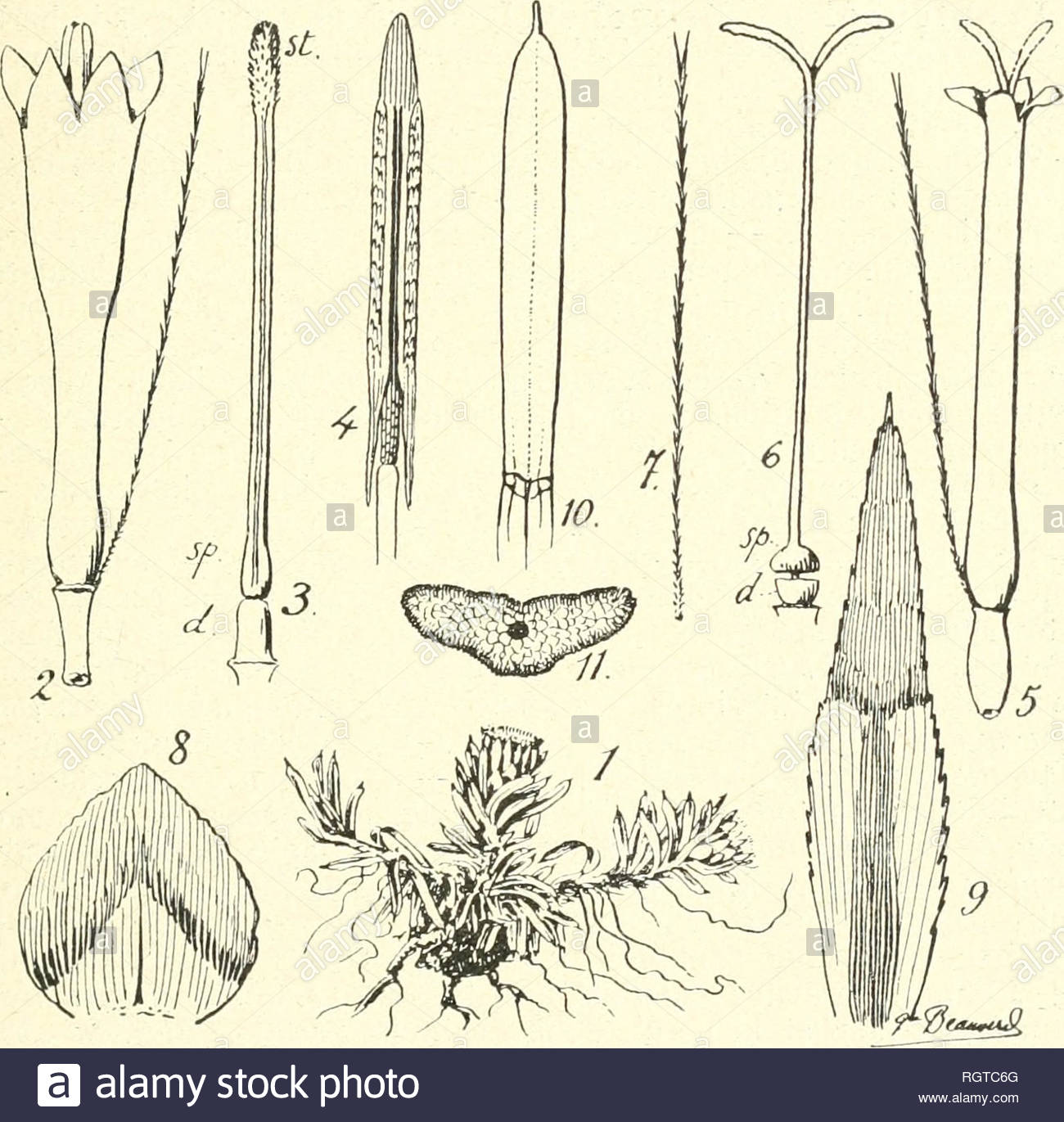 bulletin de la socit botanique de genve plants plants switzerland t c beauverd contribution a l etude des posees 2r7 2quot sur le diinorpliisme du pappus absolu chez les antennaria pappiis i court soniniel d sur le diniorpliisnic des cailles du pricl iiic abslu chez le genre antcnhurid cailles beaucoup plus longues que chez les capitules de chaque espce donne et 4 la structure foliaire qui est toujours lindte idan et au moins triner vi chez les antennaria tandis quelle affecte lui mode aciculaire trs particulier chez notre nouveau gen RGTC6G