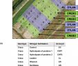 Prêter son Jardin Luxe Effects Of Different Nitrogen Fertilizers On Two Wheat