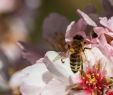 Punaise De Jardin Charmant Insecticides Et Fongicides Un Cocktail Mortel Pour Les