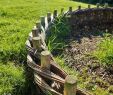 Punaise De Jardin Charmant Salix Wattle Borders