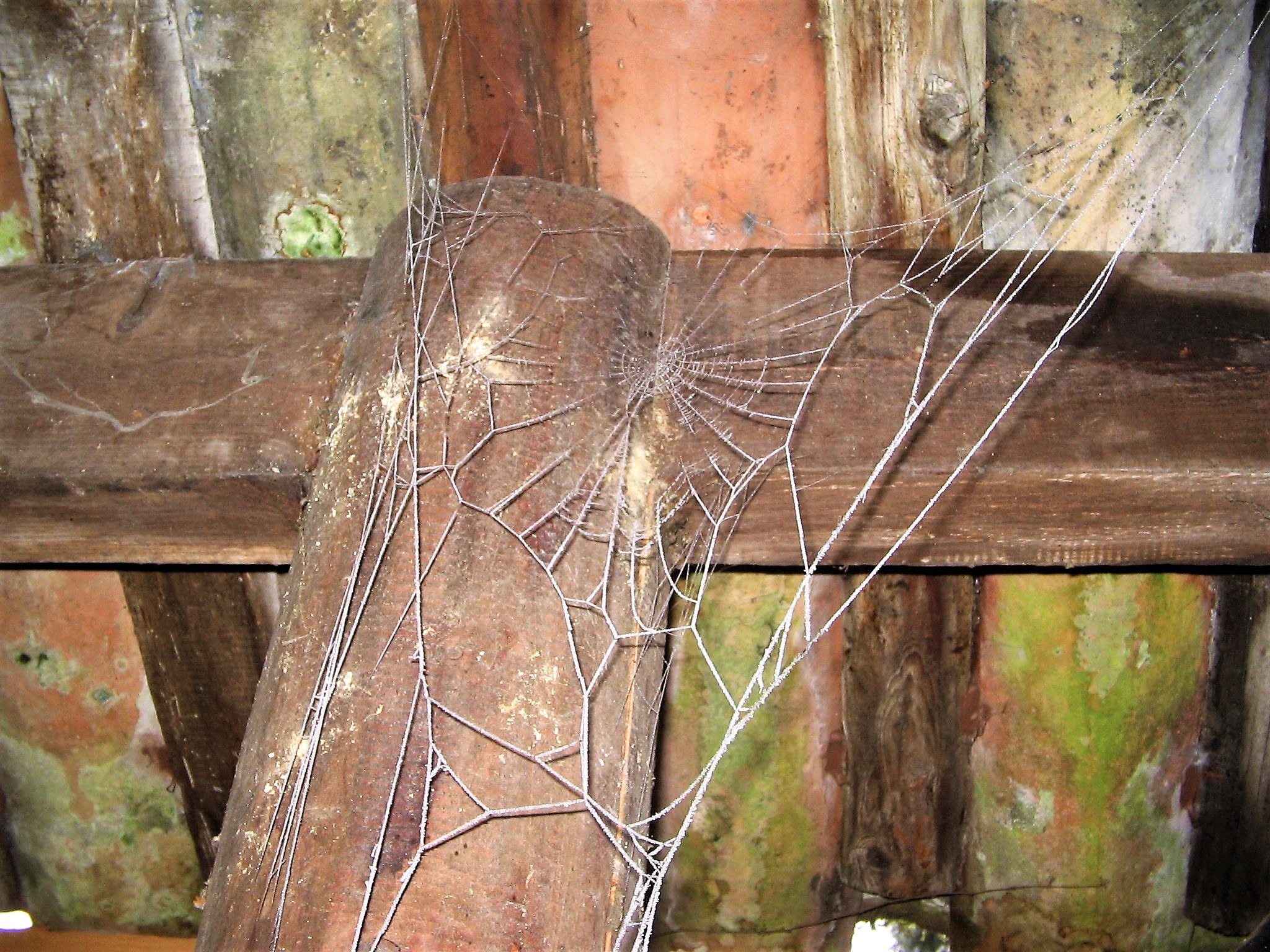 telle une dentelle une toile d araignee givree du jardin de Sainte blandine JPG