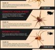 Punaise De Jardin Élégant How to Identify Mon Poisonous Spiders In Your Home