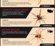 Punaise De Jardin Élégant How to Identify Mon Poisonous Spiders In Your Home