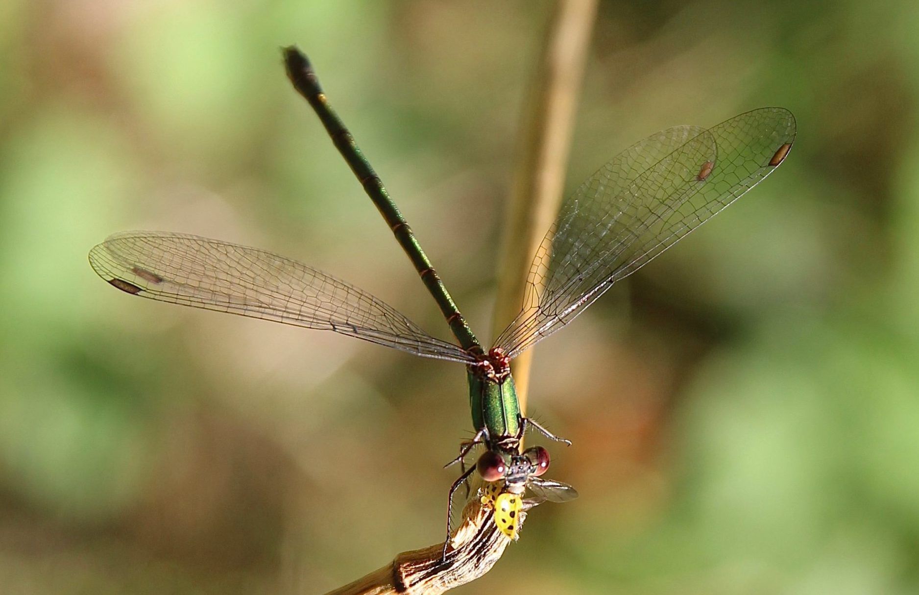 Punaise De Jardin Élégant Les 57 Meilleures Images De Insectes D Un Jardin Dans Le