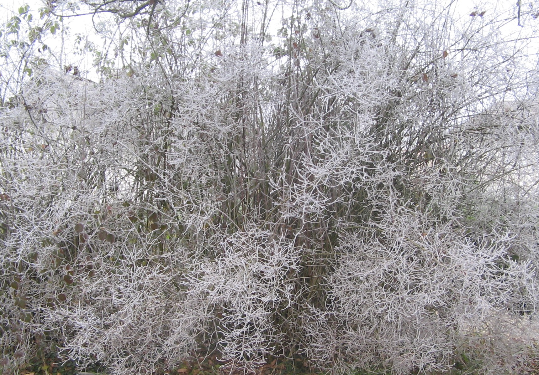 Jardin blanc de Sainte Blandine hiver 2016 JPG