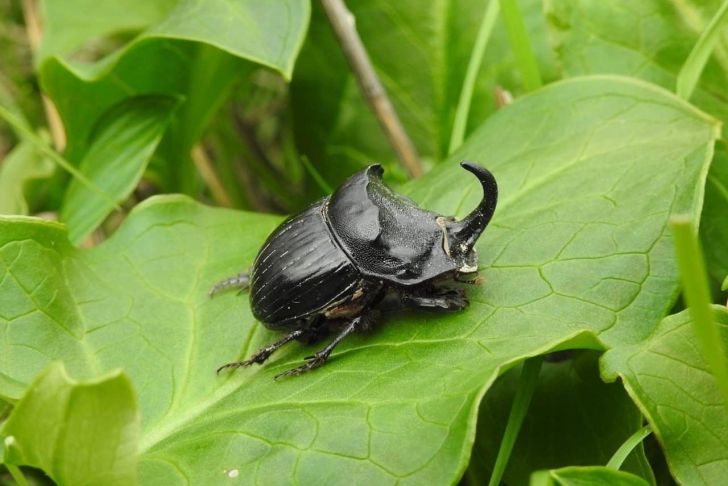 Punaise De Jardin Inspirant Copris Hispanus ð¸michel Leroux Insectes