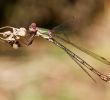 Punaise De Jardin Luxe Les 57 Meilleures Images De Insectes D Un Jardin Dans Le