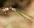 Punaise De Jardin Luxe Les 57 Meilleures Images De Insectes D Un Jardin Dans Le