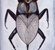 Punaise De Jardin Nouveau Bug Insect Animal Nature original Drawing Acrylic Painting