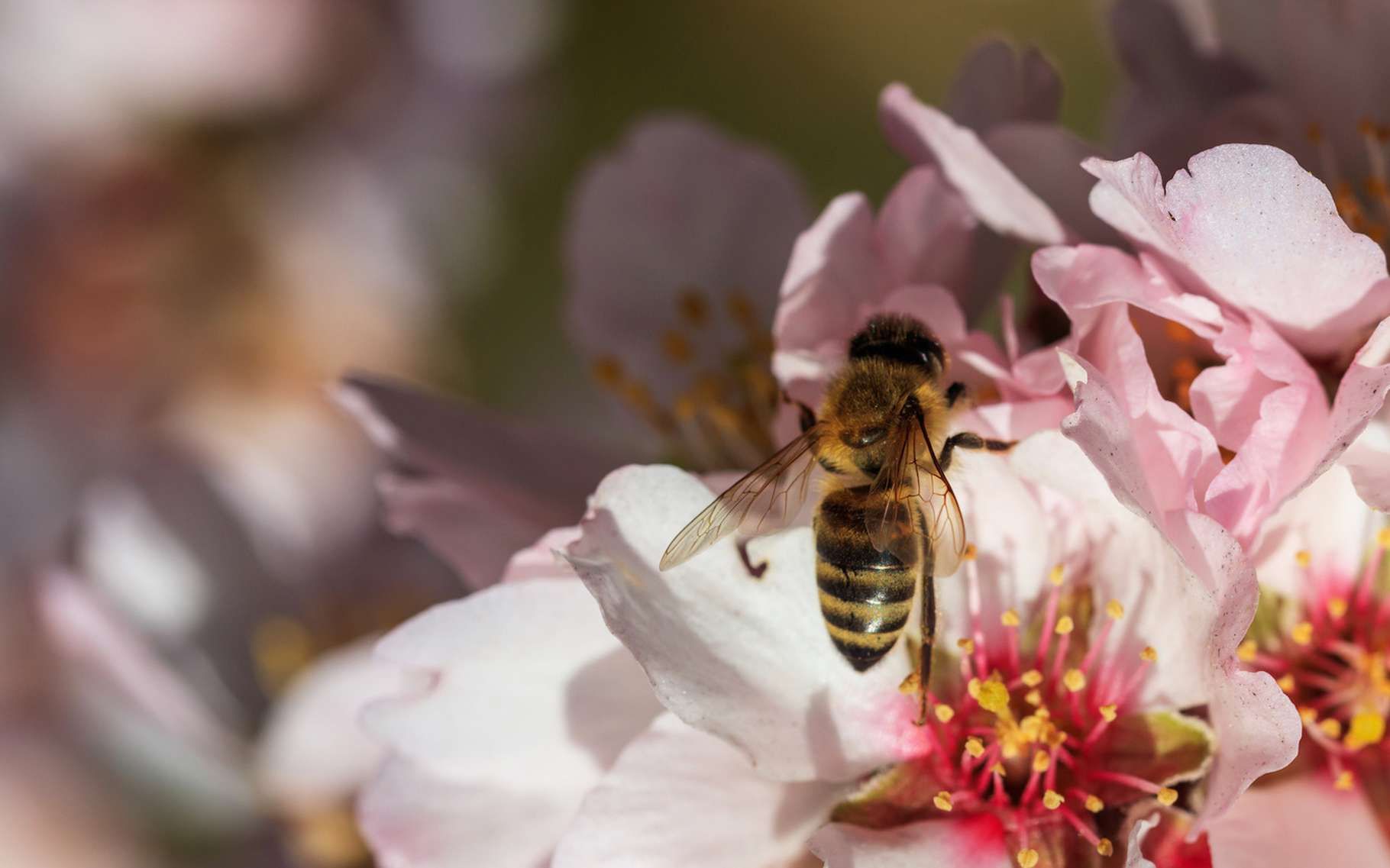 Punaises De Jardin Beau Insecticides Et Fongicides Un Cocktail Mortel Pour Les