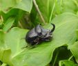 Punaises De Jardin Charmant Copris Hispanus ð¸michel Leroux Insectes