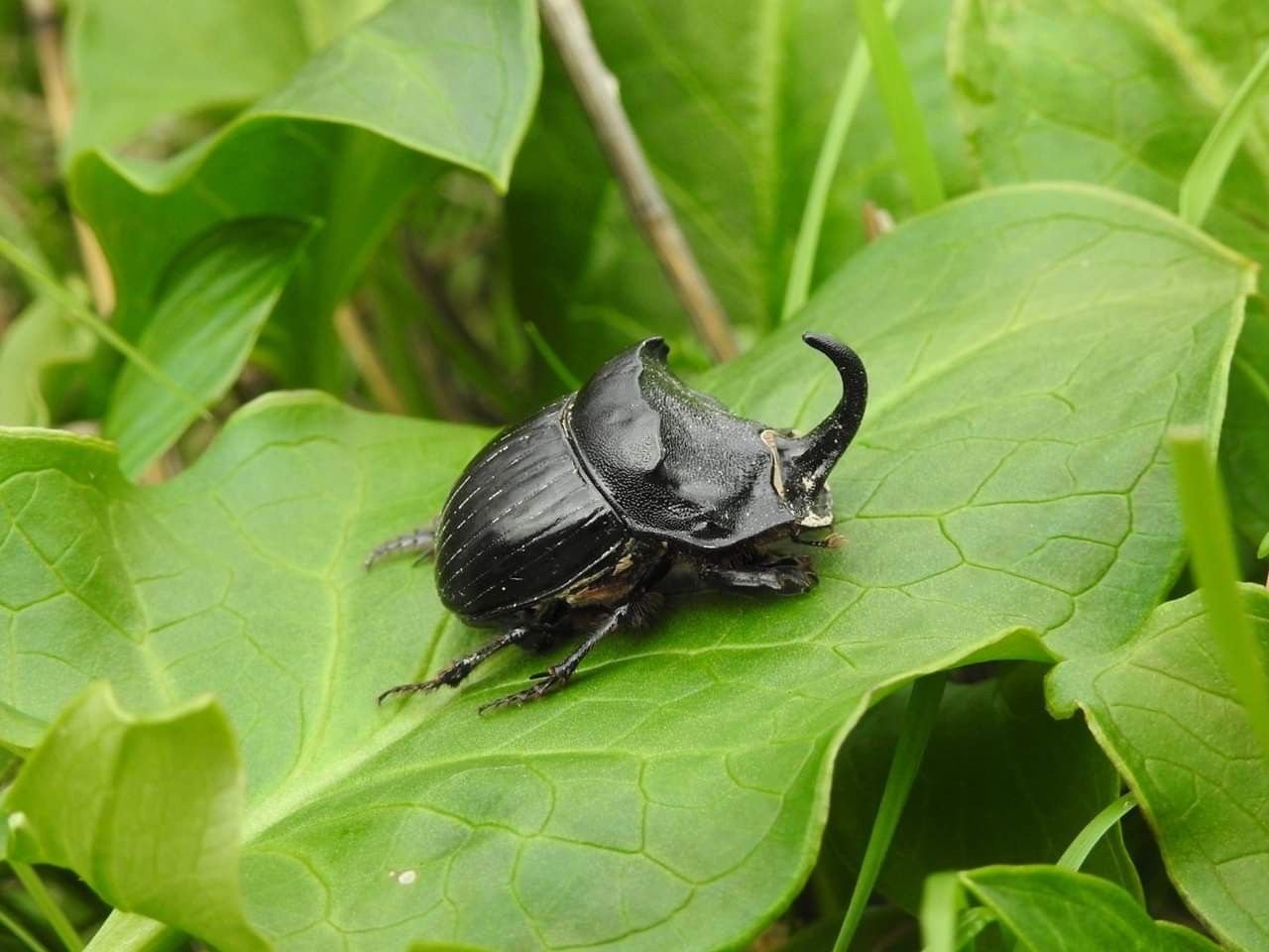 Punaises De Jardin Charmant Copris Hispanus ð¸michel Leroux Insectes