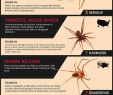 Punaises De Jardin Génial How to Identify Mon Poisonous Spiders In Your Home