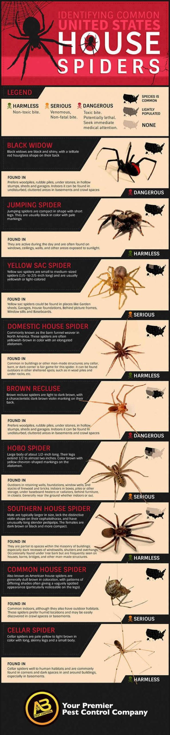 Punaises De Jardin Génial How to Identify Mon Poisonous Spiders In Your Home