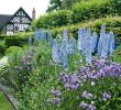 Que Faire Au Jardin Inspirant Delphinium Ou Pied D Alouette Culture Et Entretien