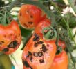Recherche Jardinier Charmant 5 Mala S De La tomate Ment Les Reconna Tre