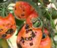 Recherche Jardinier Charmant 5 Mala S De La tomate Ment Les Reconna Tre