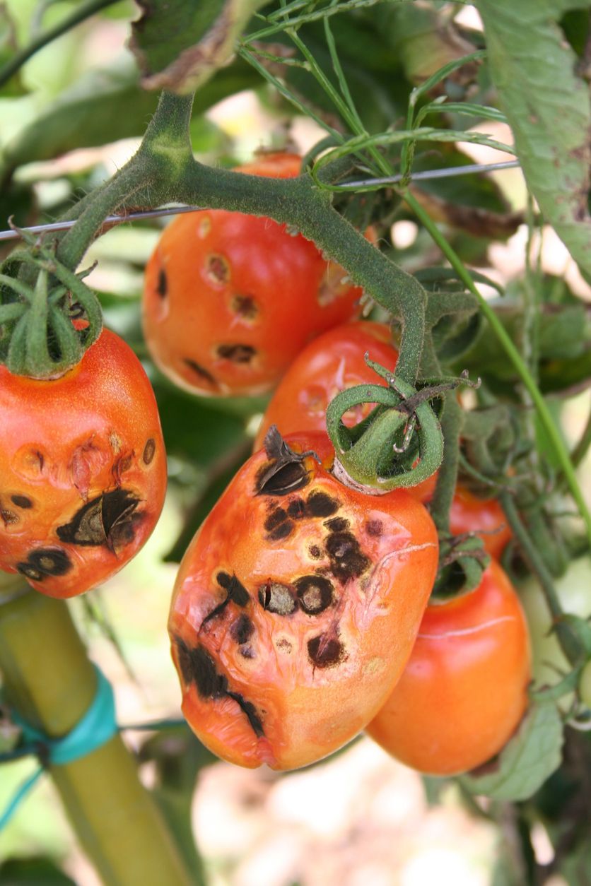 Recherche Jardinier Charmant 5 Mala S De La tomate Ment Les Reconna Tre