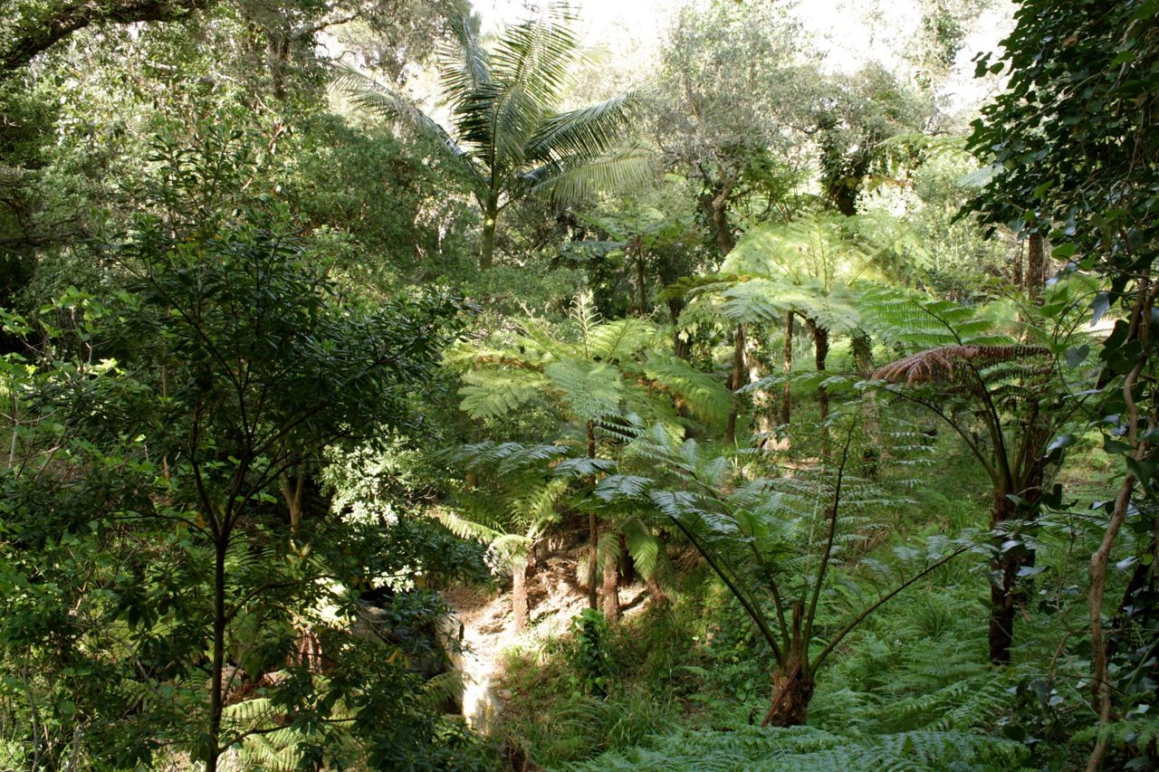 Recherche Jardinier Charmant Le Jardin De Nouvelle Zélande Jardin Du Rayol Conception