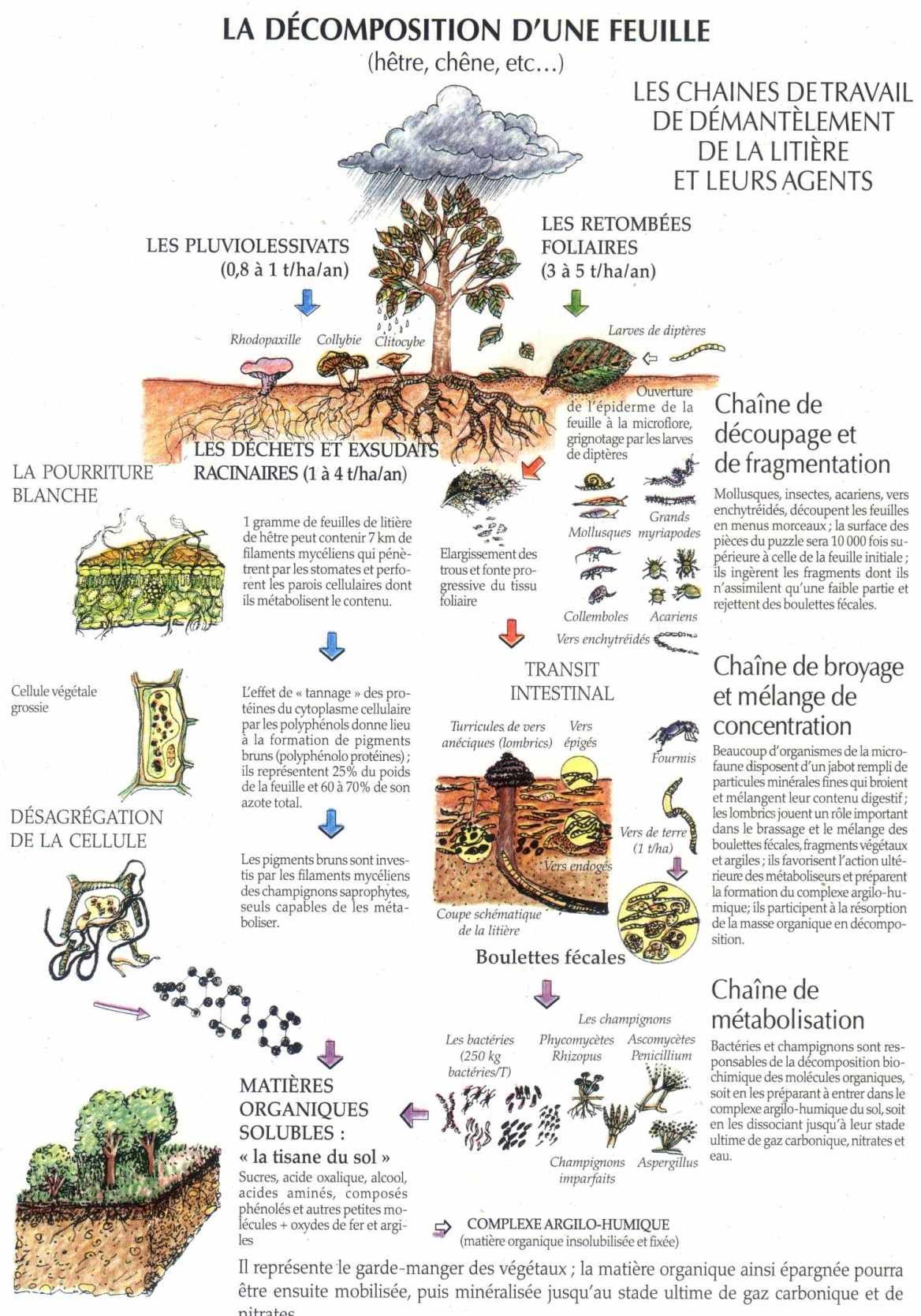 Recherche Jardinier Charmant Le sol Un écosyst¨me Discret
