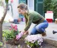 Refaire son Jardin Charmant 7 Idées D Aménagement Pour Jardin Pas Ch¨res