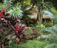 Refaire son Jardin Inspirant Ment Créer Un Jardin Exotique Durable