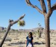 Salle A Manger Ikea Luxe Appreciating Joshua Tree – Trend Envy