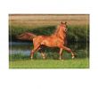 Salon De Jardin Balcon Luxe Acheter Cheval Décor Animalier Courant Sur Tapis De Bain Pour Prairies Tapis Antidérapant étage Intérieur Tapis De Porte Avant De $30 99 Du Raymonu