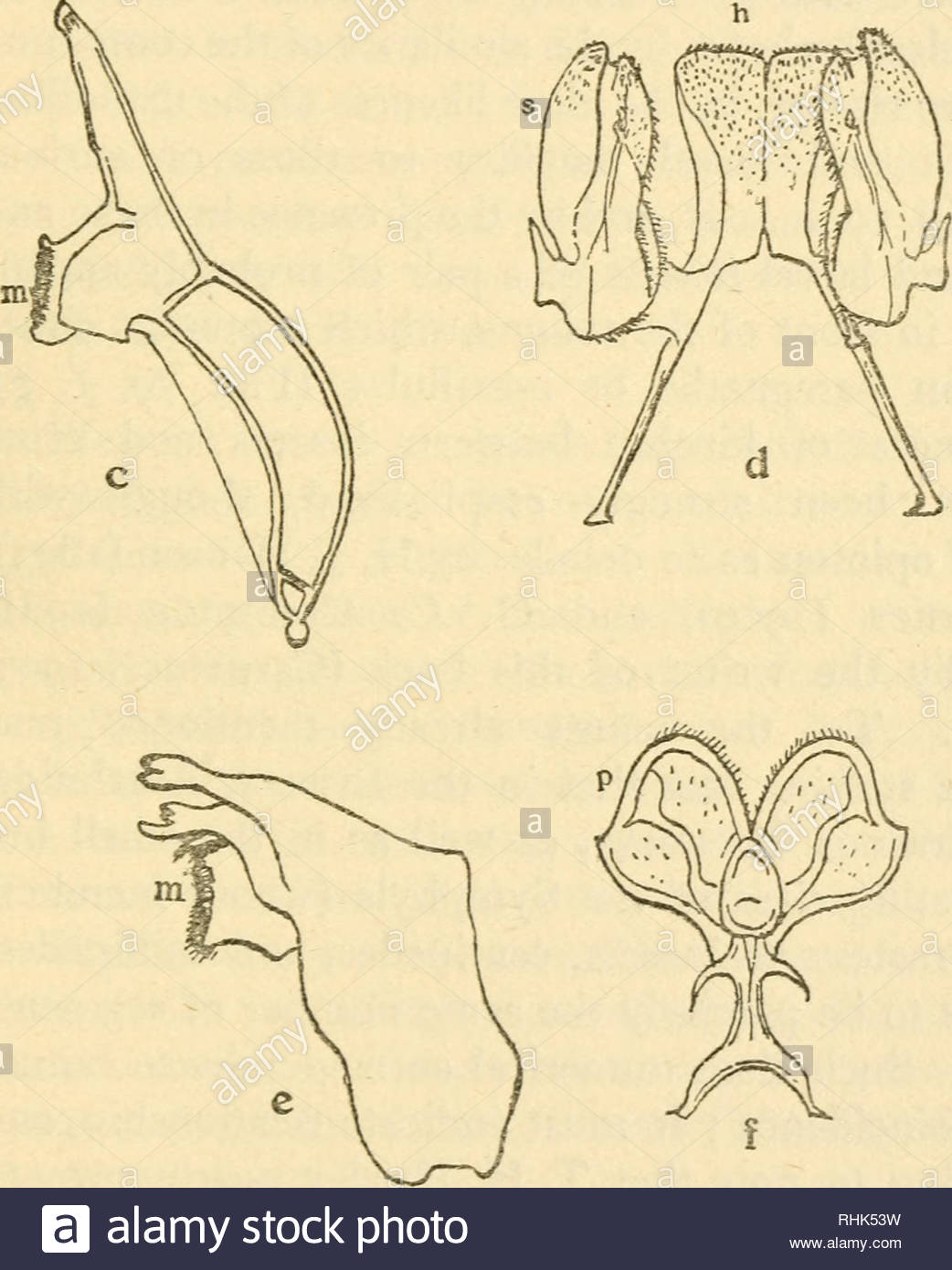 the biology of insects insects biology fig 79a mandible m molar area h hypopharynx ji and superlinguae of mayfly larva heptagenia x 12 after vayssiere ann sci nat zool xiii 18s2 c mandible d hypopharynx and superlinguae the left superlingua displaced of bristle tail petrobius x 30 e mandible hypopharynx and paragnaths p and g maxil lula of isopod crustacean ligia x 12 after g o sars crustacea of norzmy ij 1899 please note that these images are extracted from scanned page images that may have been digitally enhanced for readabil RHK53W