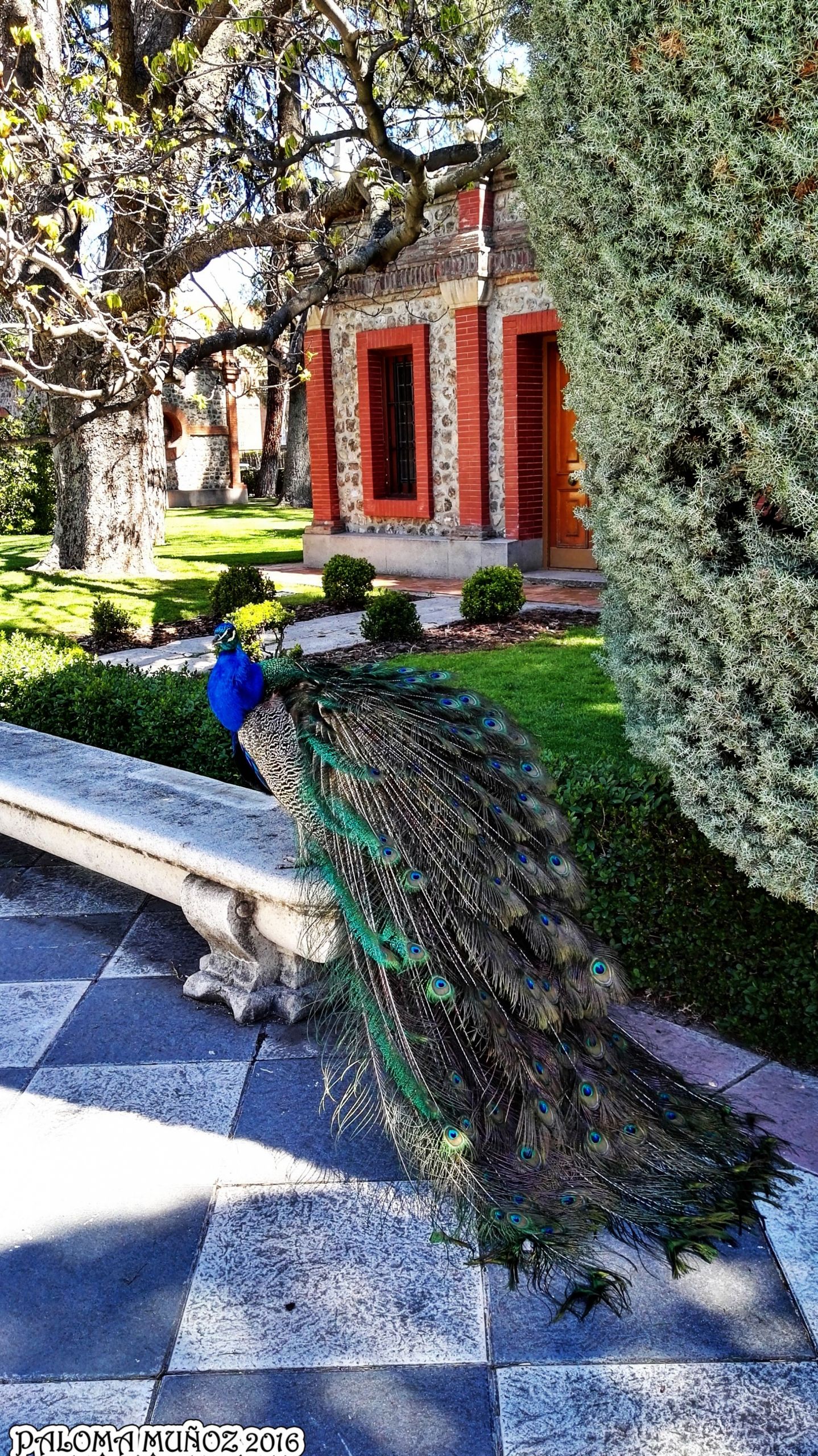 pavo real jardines de cecilio rodrc2adguez en el retiro peacock de flores para jardin