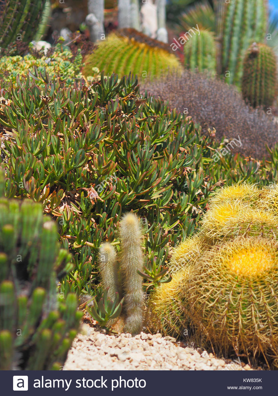 le jardin exotique deze cactus garden nice france KW835K