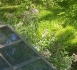 Serre De Jardin Polycarbonate Génial Milkweed Growing Guide How to Grow asclepias