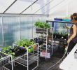 Serre Jardin Polycarbonate Charmant Lots Of Pots Moved Into the Greenhouse today to Make Room In