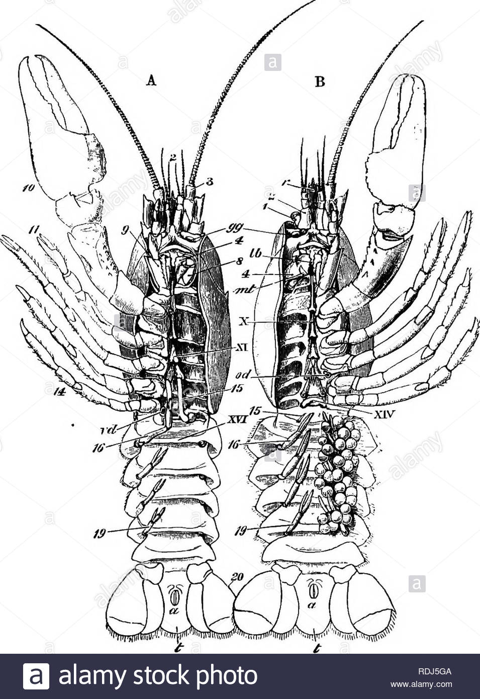 the crayfish an introduction to the study of zoology crayfish pia 3astacujluviatilisetiirbx or sternal views nat size a male b female a vent gg opening of the green gland lb labnim m metastoma or lower lip od opening of the oviduct vd that of the vas deferens 1 eye stalk s antennulc 3 antenna a mandible s second maxillipede 9 thii d or external maxiuipede 10 forceps 11 first leg u fourth leg 15 16 19 so first second fifth and sixth abdominal appendages x xt xiv sterna of the fourth fifth and eighth thoracic somite xvi RDJ5GA