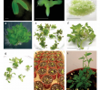 Table De Jardin Best Of Figure 3 From Immature Zygotic Embryo Cultures Of