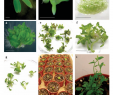 Table De Jardin Best Of Figure 3 From Immature Zygotic Embryo Cultures Of