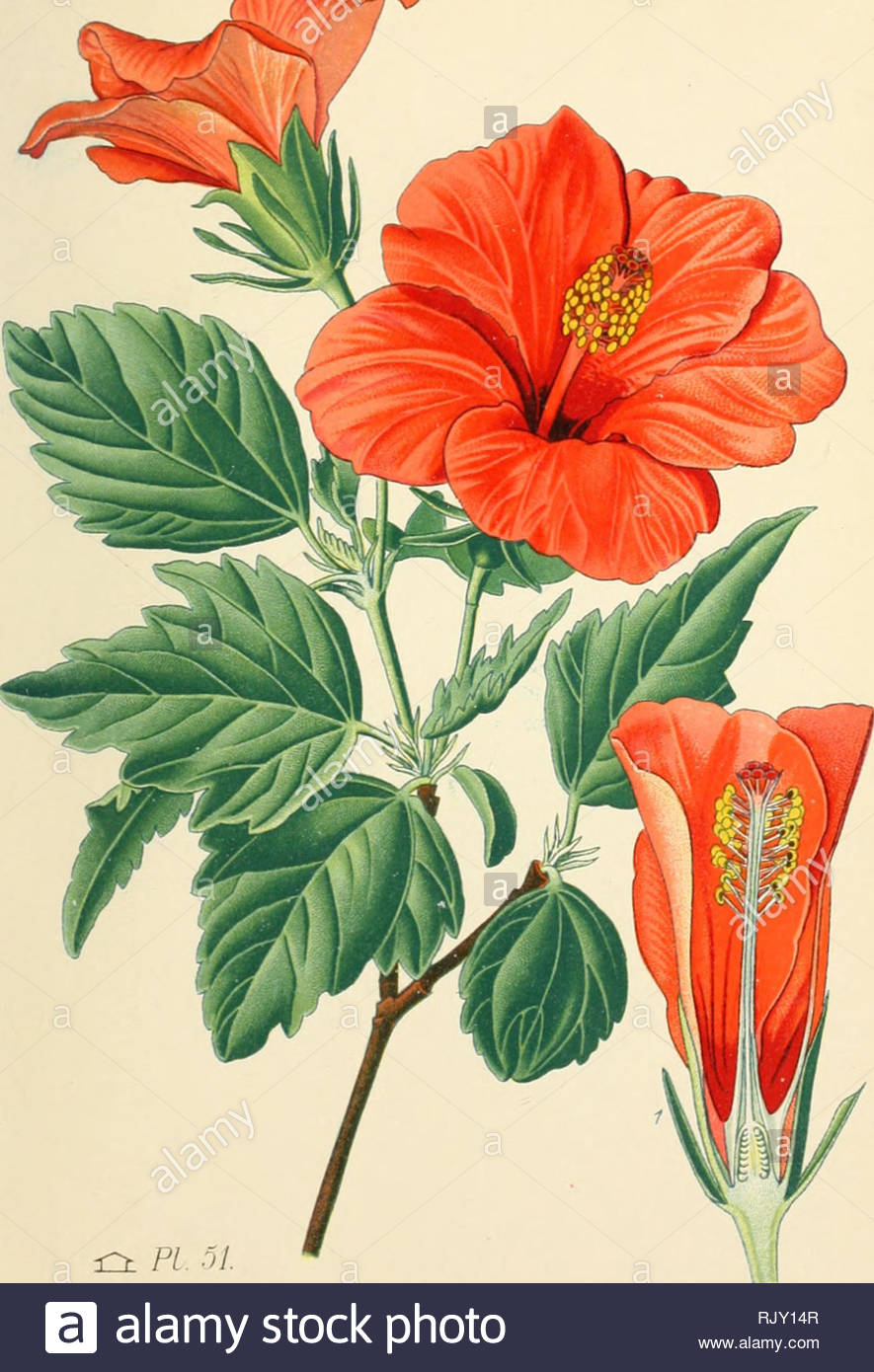 atlas des plantes de jardins et dappartements exotiques et europenes ac pagnes dun texte applicatif boisflanus de jardins i2t pi ol hibiscuh ruhc de cliliic hibiscus rosa smensis l famille des malvwces please note that these images are extracted from scanned page images that may have been digitally enhanced for readability coloration and appearance of these illustrations may not perfectly resemble the original work bois d paris klincksieck RJY14R