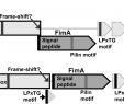 Table De Jardin Leclerc Inspirant Secretome Profiling Of Propionibacterium Freudenreichii