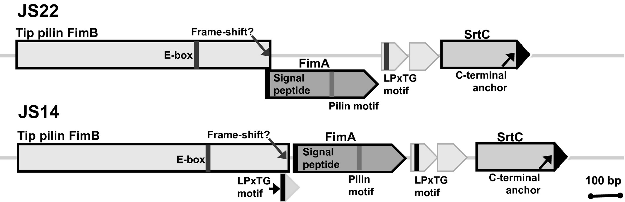 Table De Jardin Leclerc Inspirant Secretome Profiling Of Propionibacterium Freudenreichii