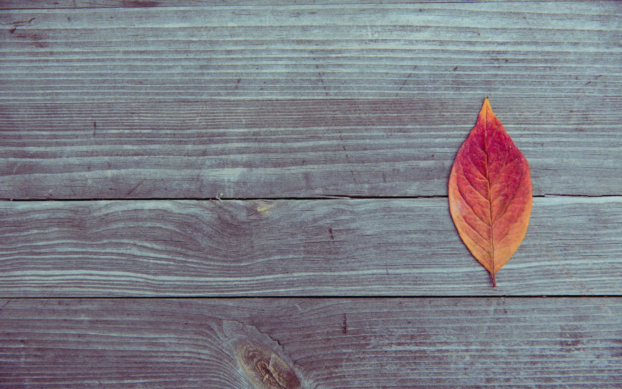 leaf on wood plank table 0d 2880x1800