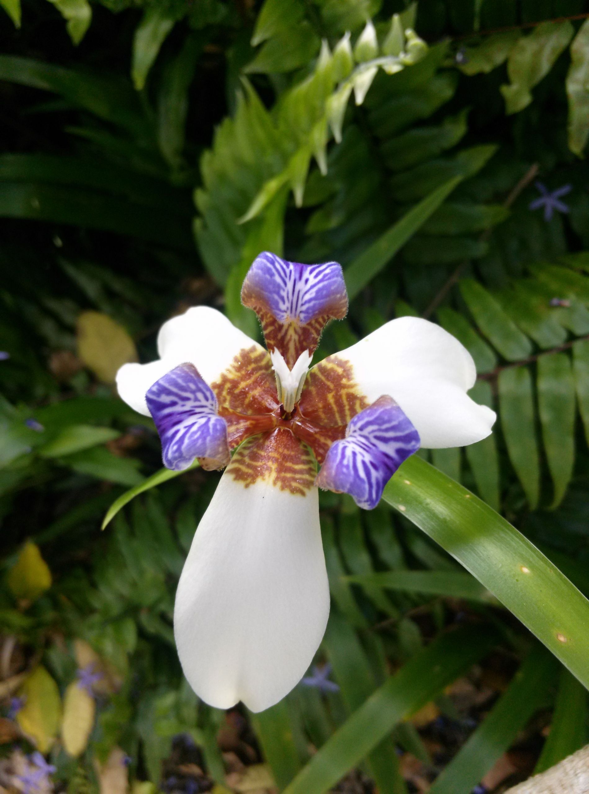 Tante De Jardin Génial Pin On Gardens