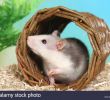 Terrier De Rat Dans Le Jardin Beau Tunnel Rats Stock S & Tunnel Rats Stock Alamy
