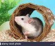 Terrier De Rat Dans Le Jardin Beau Tunnel Rats Stock S & Tunnel Rats Stock Alamy