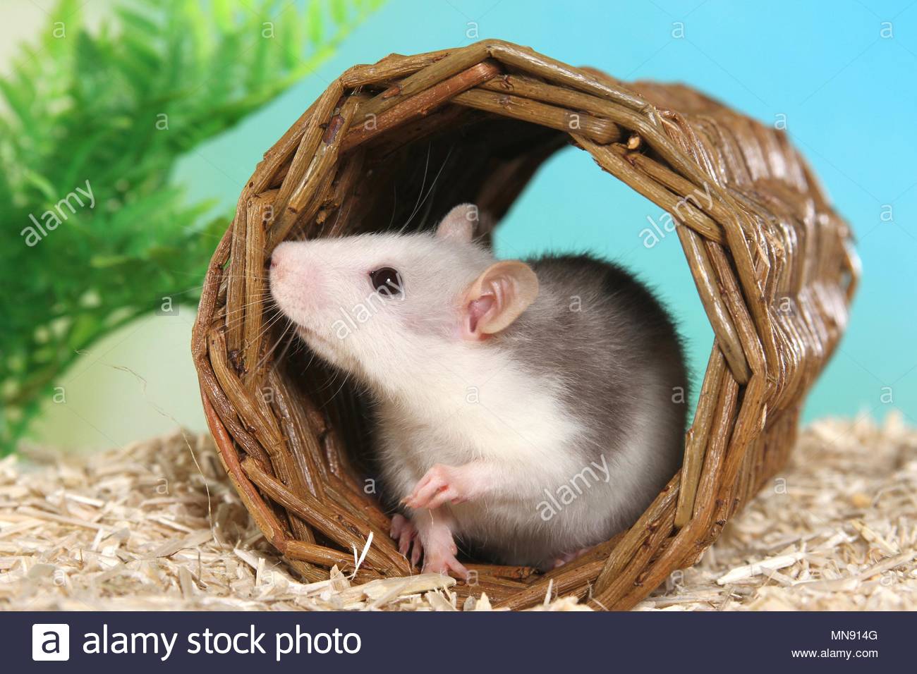 Terrier De Rat Dans Le Jardin Beau Tunnel Rats Stock S & Tunnel Rats Stock Alamy