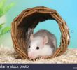 Terrier De Rat Dans Le Jardin Élégant Tunnel Rats Stock S & Tunnel Rats Stock Alamy