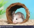 Terrier De Rat Dans Le Jardin Élégant Tunnel Rats Stock S & Tunnel Rats Stock Alamy